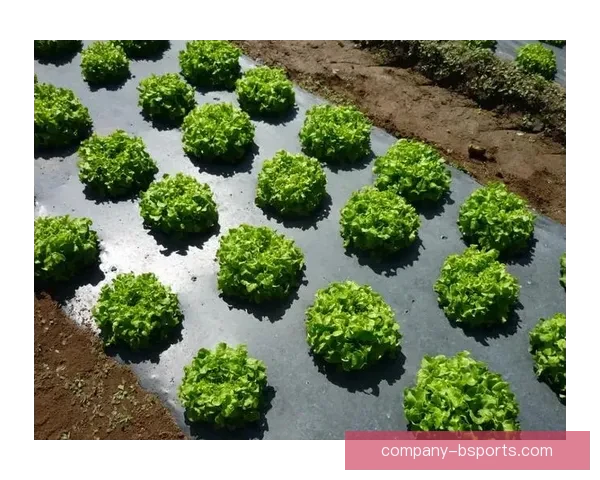 2026世界杯启用生物降解技术全面升级看台垃圾处理与绿色赛事新标准 🌱⚽